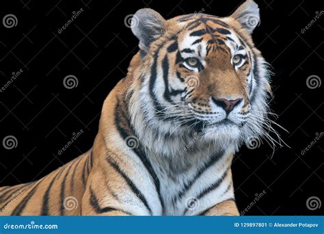 Large Tiger Isolated On Black Stock Image Image Of Striped Animal