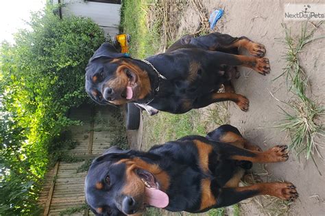 Interested in finding out more about the rottweiler? Rottweiler puppy for sale near New York City, New York. | 29df09d1-d441