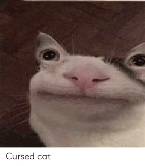 Funny Memes Cursed Cat Images Cat Mania
