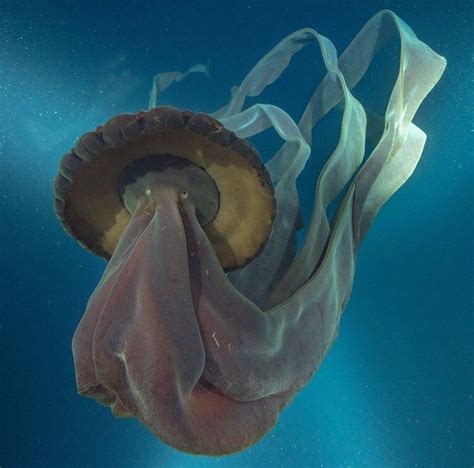 Stygiomedusa Giant Deep Sea Jellyfish Largest Jellyfish