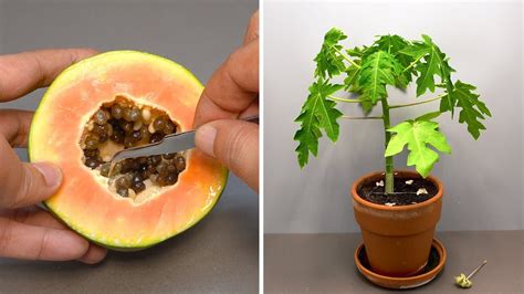 Growing Papaya Tree From Seed Time Lapse 60 Days Youtube