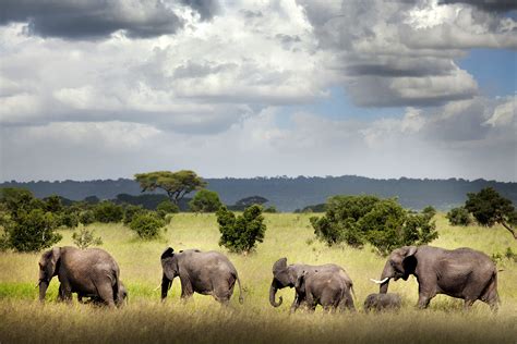 ruaha national park travel tanzania lonely planet