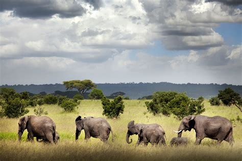 Ruaha National Park Travel Tanzania Lonely Planet