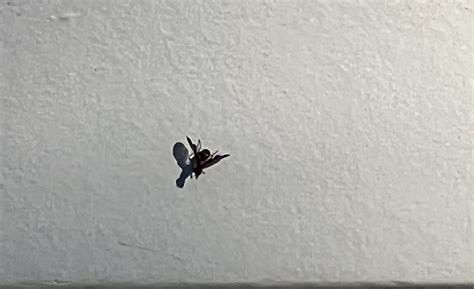 What Is This Bug Theyre All Over The Outside Of My House Whatsthisbug