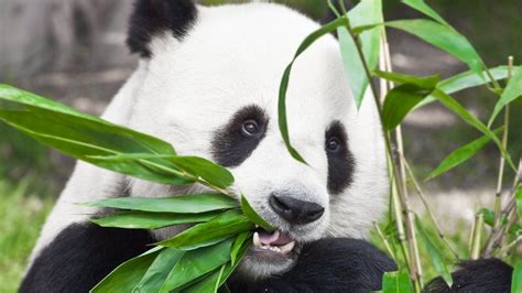 Pandas Habitat Shrinking And Becoming More Fragmented