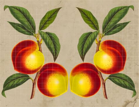 Vintage Fruit Clip Art Png File Transparent Background Good Etsy Hong