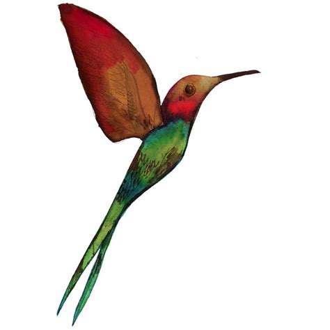 Hummingbird Illustrations