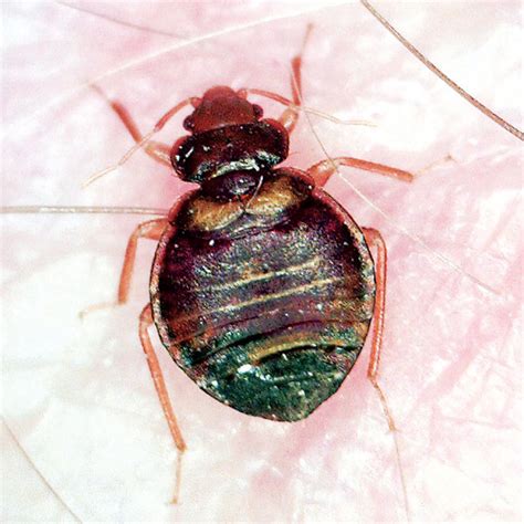 Clues To Identifying Bed Bug Lookalikes Pest Management Professional