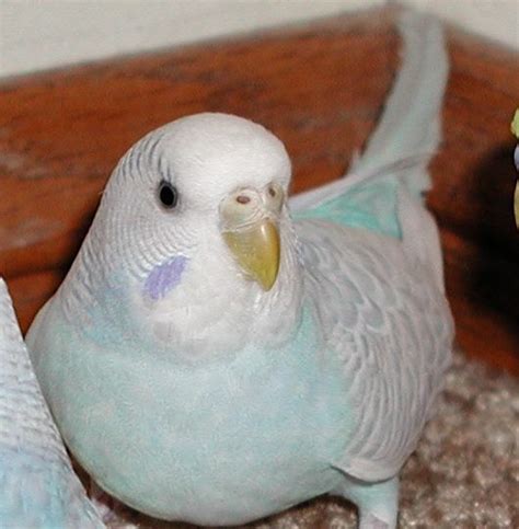 Pin By Joanne Medina On Parakeets Parakeet Colors Pet Birds Budgies