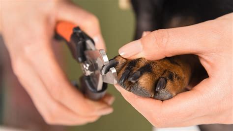 Let us help you find the perfect tool for your pet dog with this comprehensive guide. How to Clip Your Dog's Nails