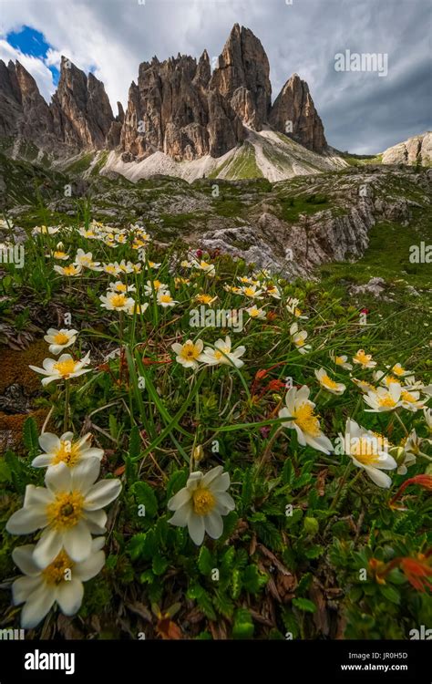 Italian Wildflowers High Resolution Stock Photography And Images Alamy