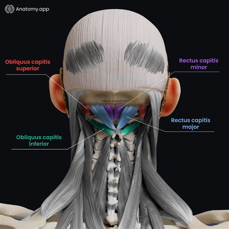 Anatomyapp The Suboccipital Muscles Are A Group Of Four