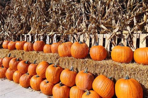 Pumpkin Patch At Michigan City During Fall Stock Image Image Of