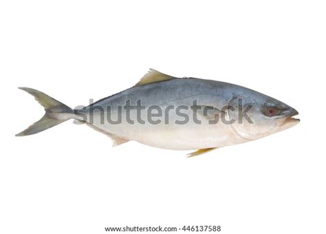 Yellowtail Amberjack Fish Seriola Lalandi Isolated Stock Photo