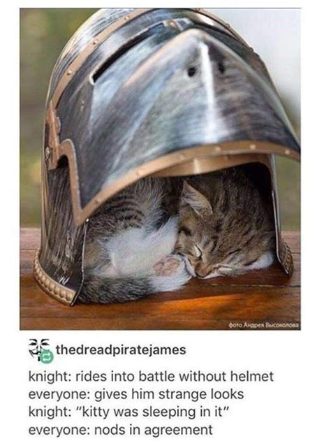 35 Purrrrfect Cat Memes For Your Caturday Enjoyment Funny Animals