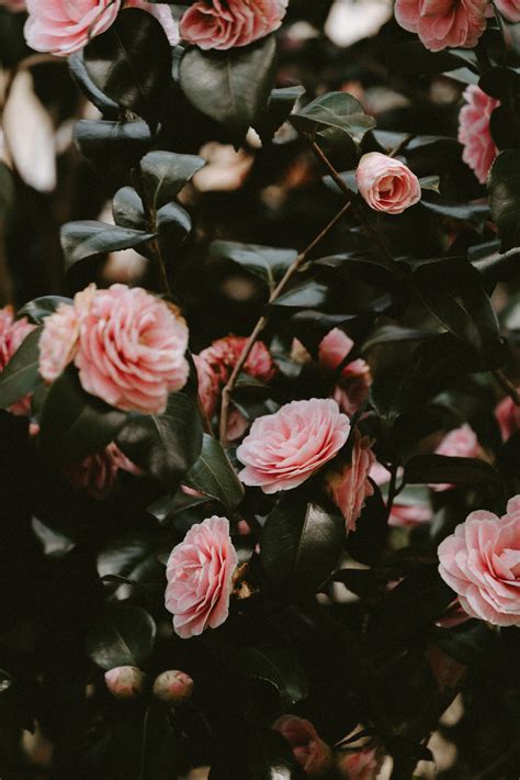 I make daily posts with my own aesthetic computer backgrounds that you can use for free. Pink Roses Aesthetic Wallpapers - Wallpaper Cave