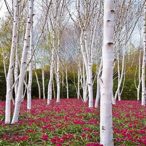 White Paper Birch Tree Seeds Betula Papyrifera 50seeds White Birch