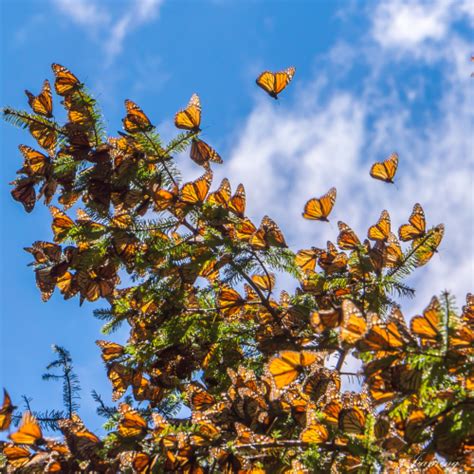 Tell Me About Monarch Butterfly Migration Thompson Earth Systems