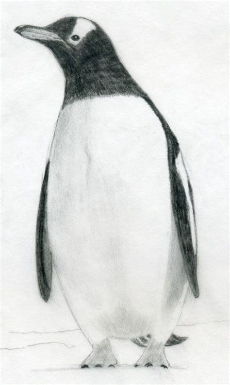 Penguin Drawings Pinterest Penguins And Drawings