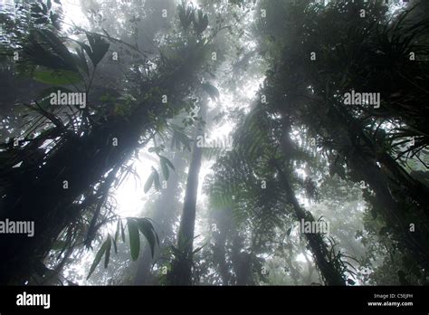 Cloud Forest In Darien National Park Panama Stock Photo Alamy