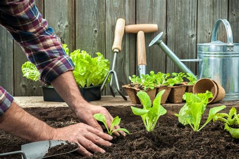 How To Start Your Own Vegetable Garden For The New Year Happysprout