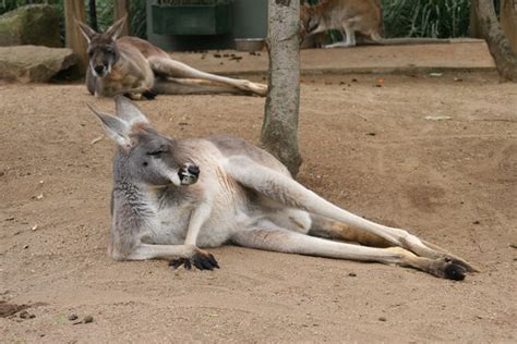 Kangaroo Wikifur The Furry Encyclopedia