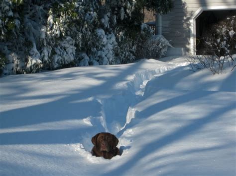 A Little Help Please Dog In Deep Snow Content In A Cottage