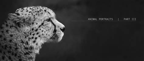 Animal Portraits Part Iii Behance