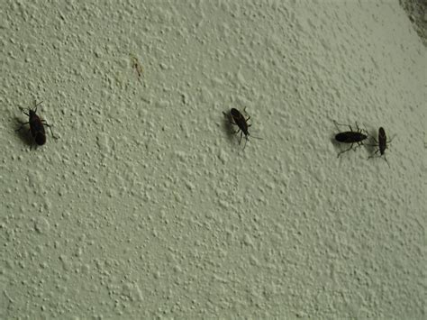 Awasome Small Black Bugs On Wall References Octopussgardencafe