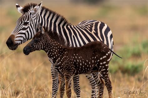 Kenya Tira The Polka Dotted Zebra