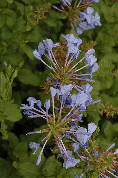 Plumbago auriculata possess the bioactive compound plumbagin and secondary metabo lites, thus, it is of. Blue Cape Plumbago (Plumbago auriculata 'Blue Cape') in ...
