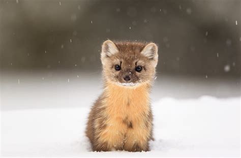 The American Pine Marten Is Native To Canada And The Us And 14