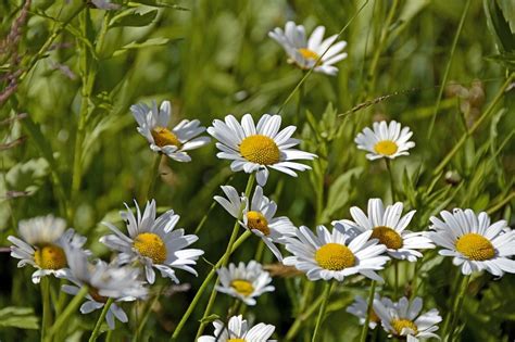 Free Image On Pixabay Marguerite Flower Blossom Bloom Marguerite