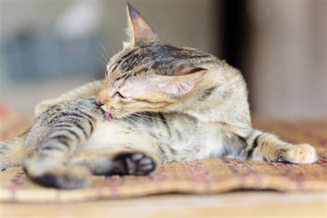 700 Cat Licking Itself Stock Photos Pictures And Royalty Free Images