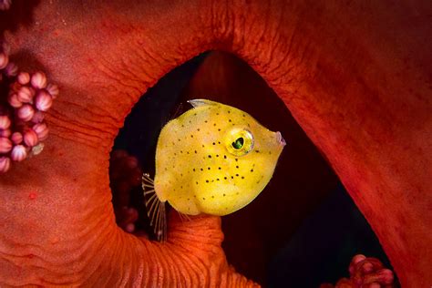 Yellow Filefish Lembeh Scubaverse