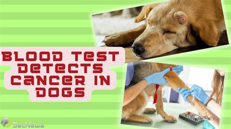 Can Blood Work Detect Cancer In Dogs