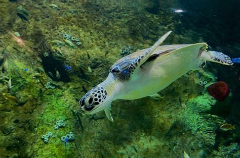 Acuario Michin Cdmx