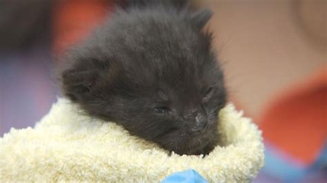Las Vegas Shelter Needs Volunteers To Bottle Feed Kittens Las Vegas