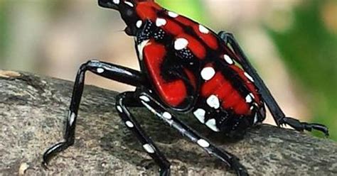 Spotted Lanternfly Spotted In Warren County