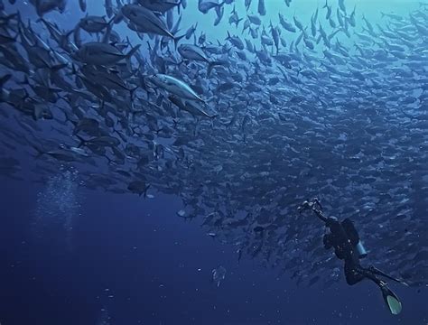 Premium Photo Scuba Diver And School Of Fish Fish Tornado