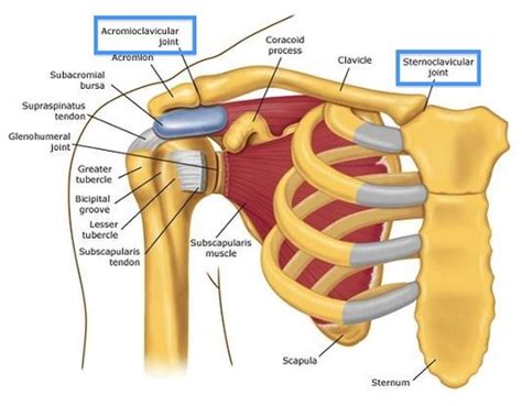 Shoulder Anatomy Musculoskeletal Ultrasoundupper Extremities