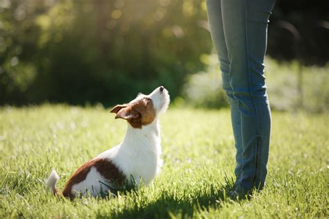 How to Find the Best Dog Obedience Training School | Reader's Digest