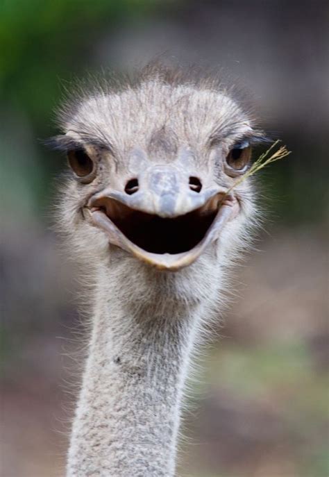 Ostriches Nature Animals Wild Birds Ostrich Funny Animals Cute Funny Animals Animal Pictures