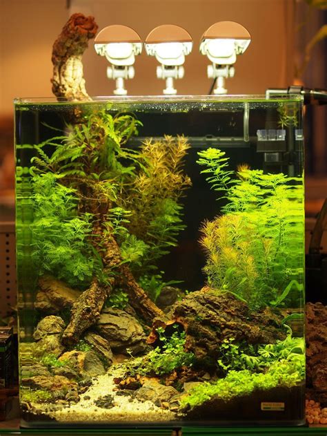 Best Aquascaping Freshwater 021 Aquarium Fish Tank Aquarium