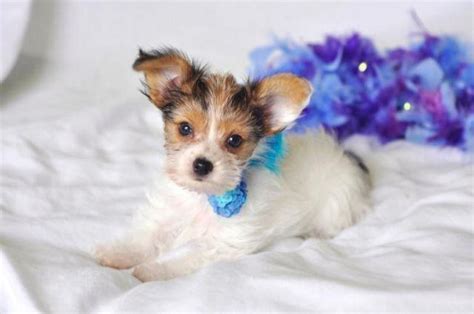 Before buying a puppy it is important to understand the associated costs of owning a dog. Cute Mixed Papillon and Yorkie puppy for Adoption-14 Weeks ...