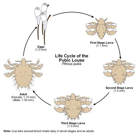 Pubic Lice Crabs Std Symptoms Causes Treatment Pictures