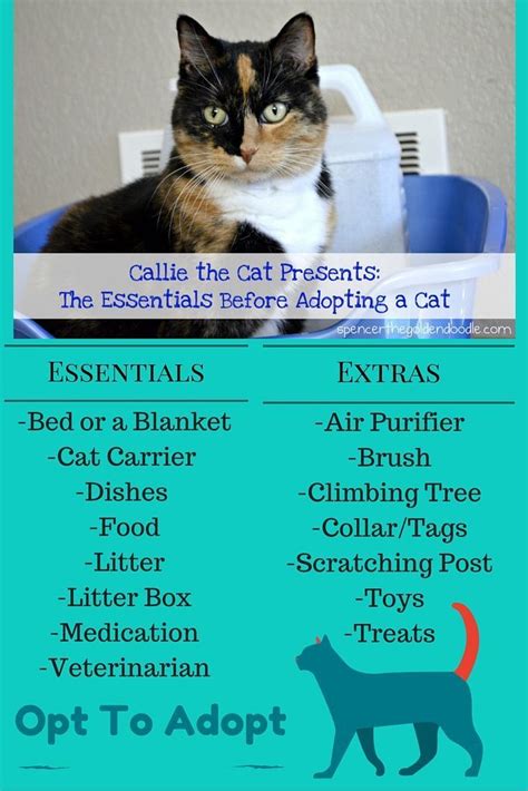Planning On Adopting A Cat And Dont Know What Essentials You Need