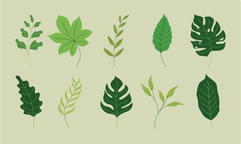 Various Green Leaves Illustration In Vector Graphics The Tropical