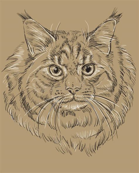 Fluffy Maine Coon Cat Stock Vector Illustration Of Kitten 28093926