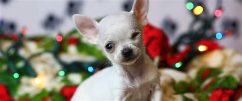 Tiny 154 Pound Chihuahua Earns Title Of Smallest Dog Ever